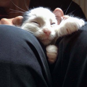 Katerchen Idefix Katerchen Idefix / © 2014 Arche KaNaum (DN)