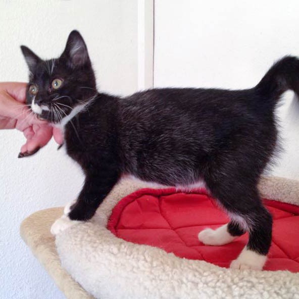 Kätzin Haribo  / © 2014 Arche KaNaum (DN) Kätzin Haribo / © 2014 Arche KaNaum (DN)