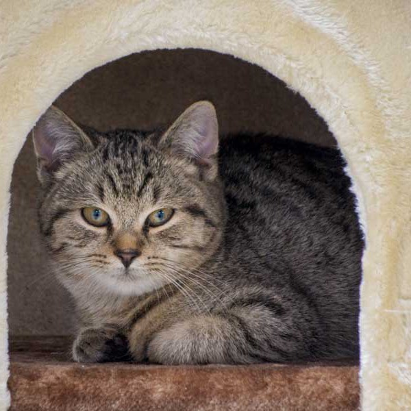 Kater Mario / © 2014 Arche KaNaum (NH)