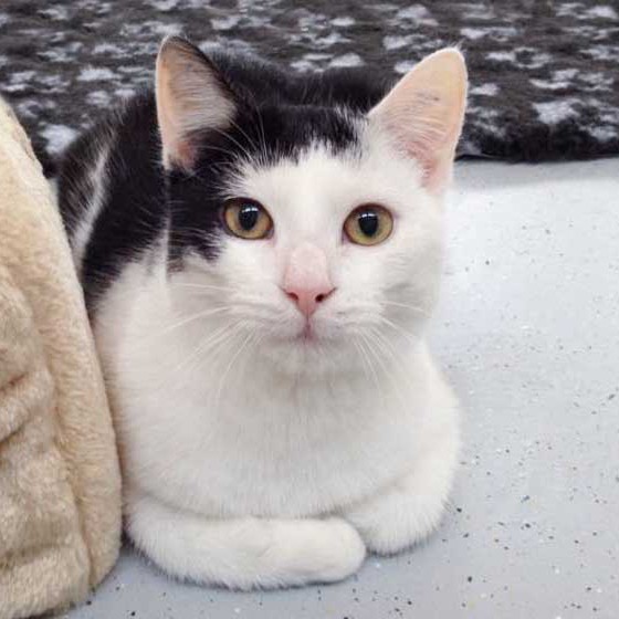 Kater Strolch / © 2014 Arche KaNaum (DN)