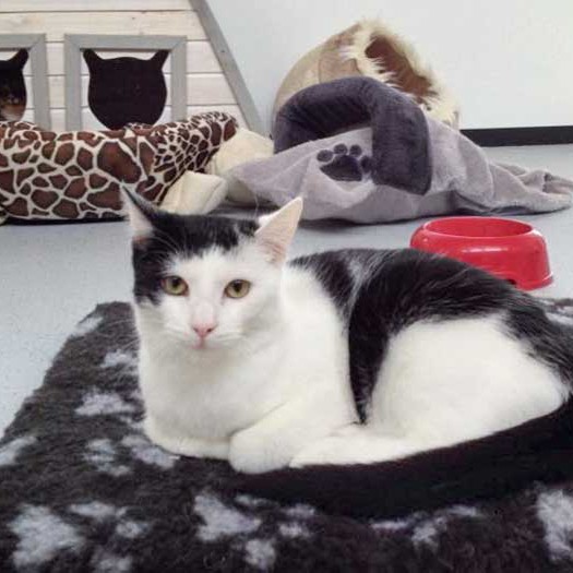 Kater Strolch / © 2014 Arche KaNaum (DN)