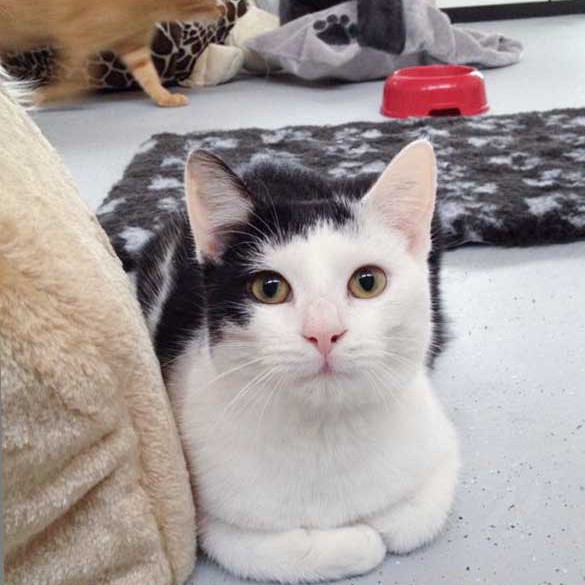 Kater Strolch / © 2014 Arche KaNaum (DN)