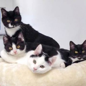 Lustiger Haufen: Kätzinnen Haribo und Anna (hinten, v.l.) und Kater Peach und Idefix (vorne, v.l.) / © 2014 Arche KaNaum (DN)