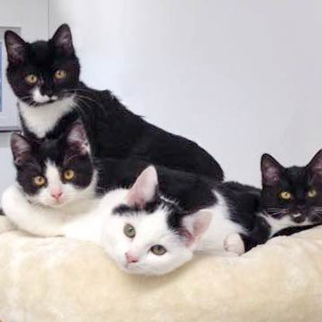 Lustiger Haufen: Kätzinnen Haribo und Anna (hinten, v.l.) und Kater Peach und Idefix (vorne, v.l.)  /  © 2014 Arche KaNaum (DN) Lustiger Haufen: Kätzinnen Haribo und Anna (hinten, v.l.) und Kater Peach und Idefix (vorne, v.l.) / © 2014 Arche KaNaum (DN)