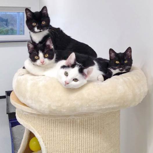 Lustiger Haufen: Kätzinnen Haribo und Anna (hinten, v.l.) und Kater Peach und Idefix (vorne, v.l.)  /  © 2014 Arche KaNaum (DN) Lustiger Haufen: Kätzinnen Haribo und Anna (hinten, v.l.) und Kater Peach und Idefix (vorne, v.l.) / © 2014 Arche KaNaum (DN)