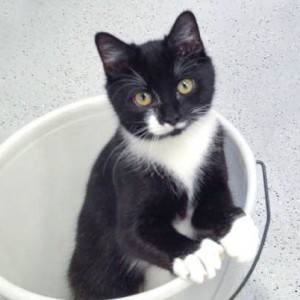 Kätzin Haribo  / © 2015 Arche KaNaum (DN) Kätzin Haribo / © 2015 Arche KaNaum (DN)