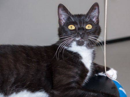 Kätzin Anna / © 2015 Arche KaNaum (NH)