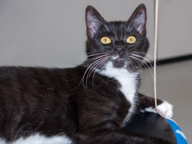 Kätzin Anna / © 2015 Arche KaNaum (NH)