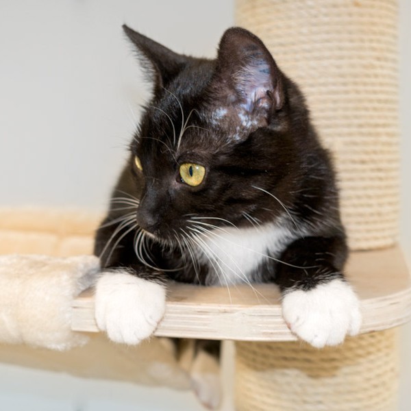 Kätzin Anna / © 2015 Arche KaNaum (NH)