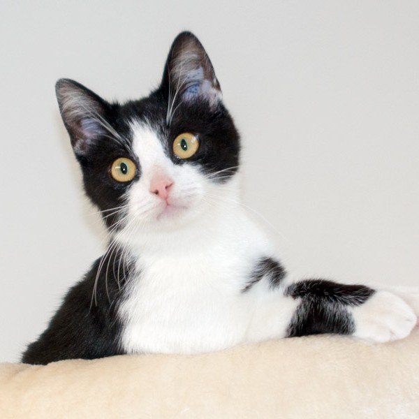 Kater Peach  /  © 2015 Arche KaNaum (NH) Kater Peach / © 2015 Arche KaNaum (NH)