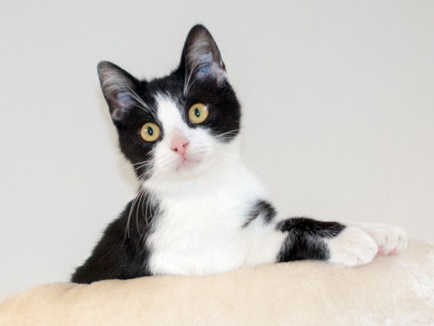 Kater Peach / © 2015 Arche KaNaum (NH)