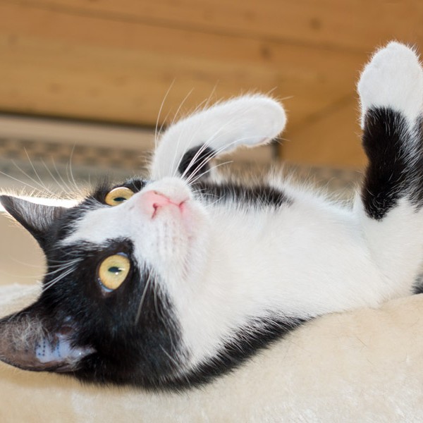 Kater Peach  /  © 2015 Arche KaNaum (NH) Kater Peach / © 2015 Arche KaNaum (NH)