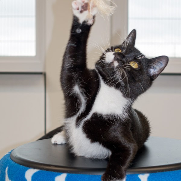 Kätzin Haribo /  © 2015 Arche KaNaum (NH) Kätzin Haribo / © 2015 Arche KaNaum (NH)