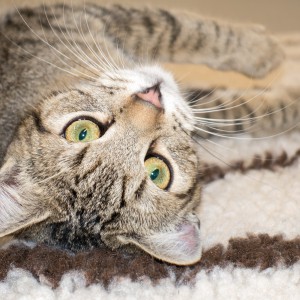 Kater Luigi / © 2015 Arche KaNaum (NH)