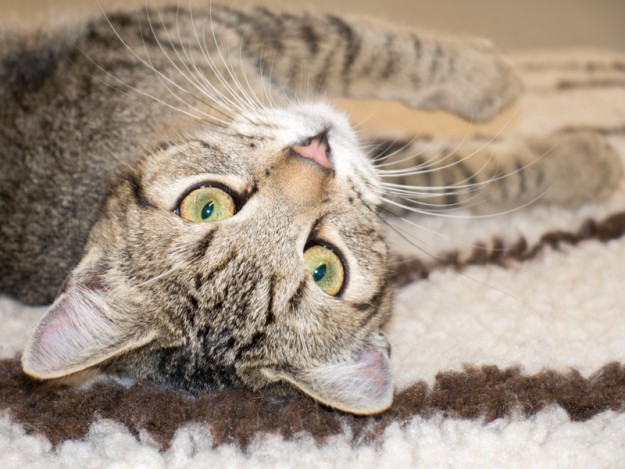 Kater Luigi / © 2015 Arche KaNaum (NH)