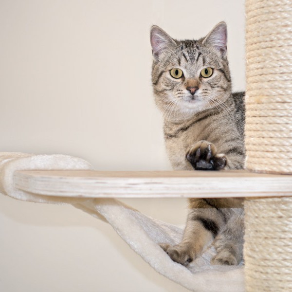 Kater Mario / © 2015 Arche KaNaum (NH)