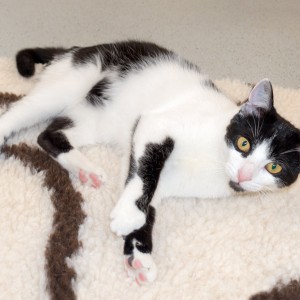 Kätzin Daisy / © 2015 Arche KaNaum (NH) Kätzin Daisy / © 2015 Arche KaNaum (NH)