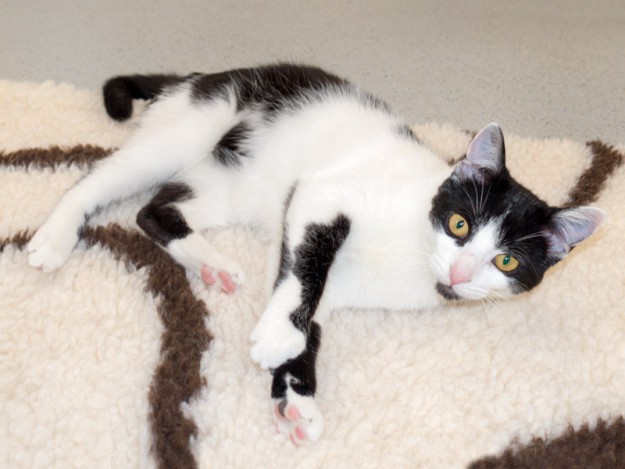 Kätzin Daisy / © 2015 Arche KaNaum (NH)