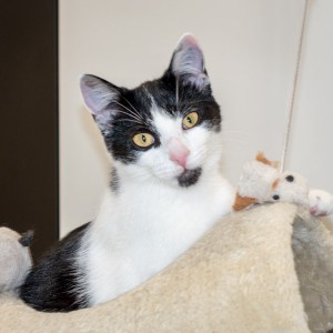 Kätzin Daisy / © 2015 Arche KaNaum (NH)