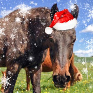 Gnadenhof-Pferd Sir Tobi im Weihnachtsdress / © 2015 Arche KaNaum (LD) Gnadenhof-Pferd Sir Tobi im Weihnachtsdress / © 2015 Arche KaNaum (LD)