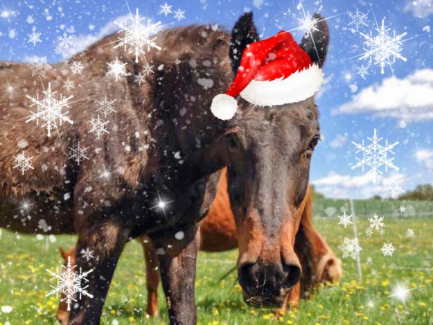 Gnadenhof-Pferd Sir Tobi im Weihnachtsdress  / © 2015 Arche KaNaum (LD) Gnadenhof-Pferd Sir Tobi im Weihnachtsdress / © 2015 Arche KaNaum (LD)