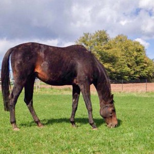 Gnadenhof-Pferd Sir Tobi / © 2015 Arche KaNaum (LD) Gnadenhof-Pferd Sir Tobi / © 2015 Arche KaNaum (LD)