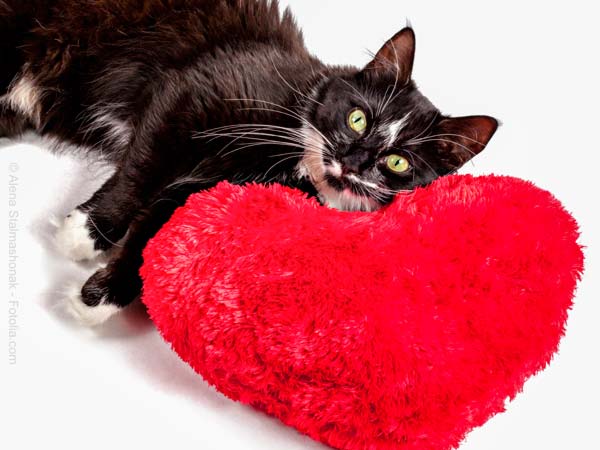 Katze mit Herz / © AlenaStalmashonak-Fotolia.com