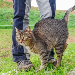 Gnadenhof-Kätzin Lilly Gnadenhof-Kätzin Lilly / © 2014 Arche KaNaum (NH)