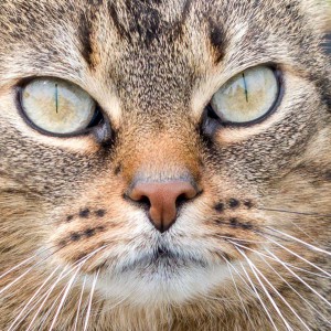 Gnadenhof-Kätzin Lilly Gnadenhof-Kätzin Lilly / © 2014 Arche KaNaum (NH)