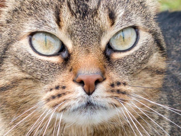 Gnadenhof-Kätzin Lilly / © 2014 Arche KaNaum (NH)