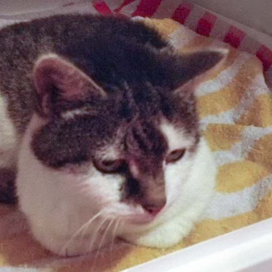 Fundkätzin Paula Fundkätzin Paula / © 2014 Arche KaNaum (DN)