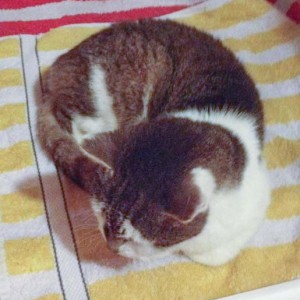 Fundkätzin Paula / © 2014 Arche KaNaum (DN)