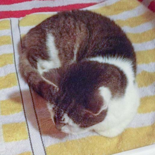 Fundkätzin Paula Fundkätzin Paula / © 2014 Arche KaNaum (DN)