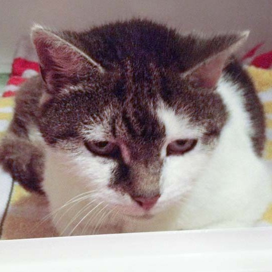 Fundkätzin Paula / © 2014 Arche KaNaum (DN)