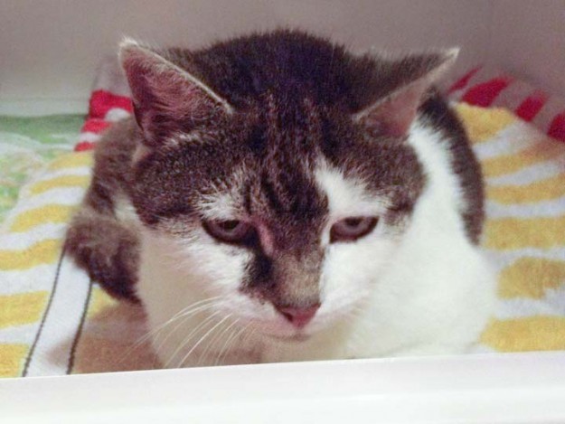 Fundkätzin Paula / © 2014 Arche KaNaum (DN)