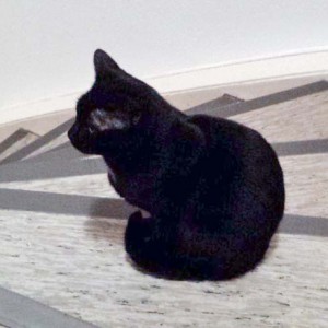 Kater Paul / © 2014 Arche KaNaum (DN)