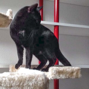 Kater Paul / © 2014 Arche KaNaum (DN)