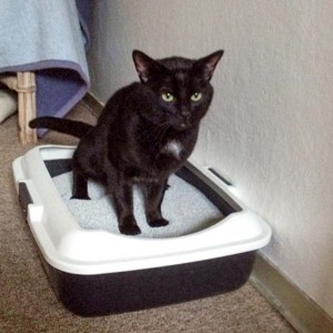 Kater Paul / © 2014 Arche KaNaum (DN)