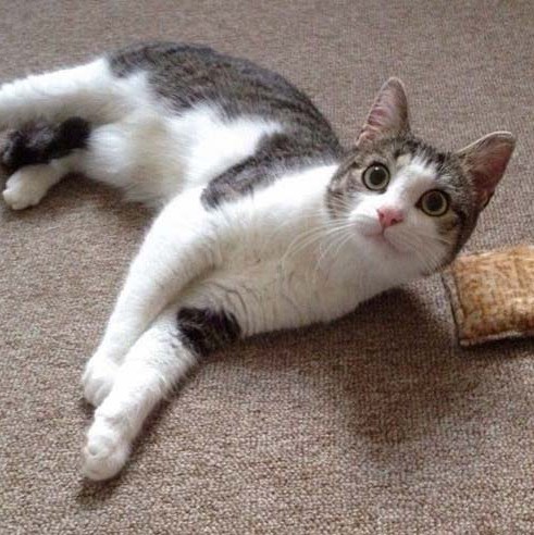 Kätzin Rosinchen Kätzin Rosinchen / © 2014 Arche KaNaum (DN)