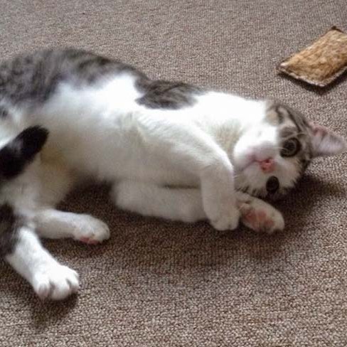 Kätzin Rosinchen Kätzin Rosinchen / © 2014 Arche KaNaum (DN)