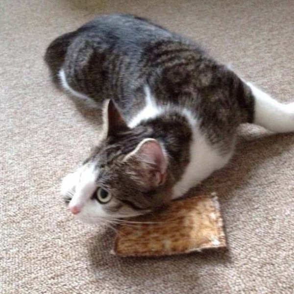 Kätzin Rosinchen Kätzin Rosinchen / © 2014 Arche KaNaum (DN)