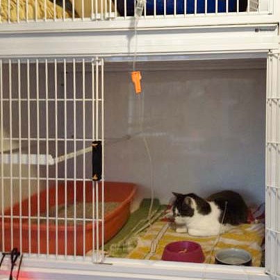 Fundkätzin Paula am Tropf Fundkätzin Paula am Tropf / © 2014 Arche KaNaum (DN)