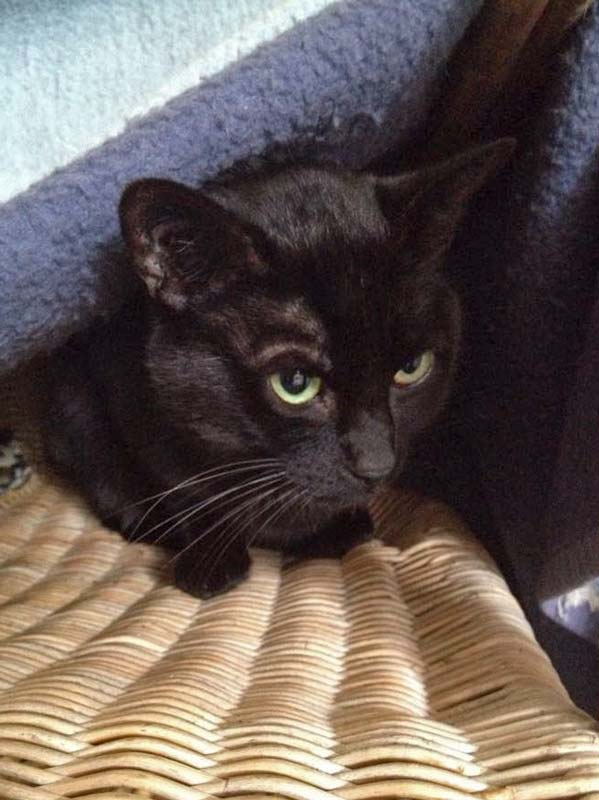 Kater Paul / © 2014 Arche KaNaum (DN)