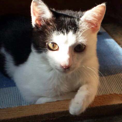 Kater Strolch / © 2014 Arche KaNaum (CK)