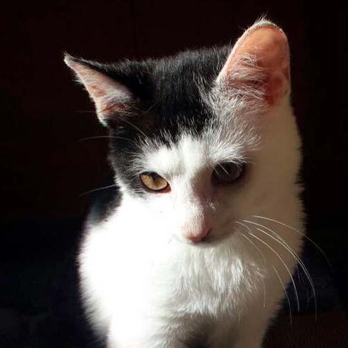 Kater Strolch / © 2014 Arche KaNaum (CK)