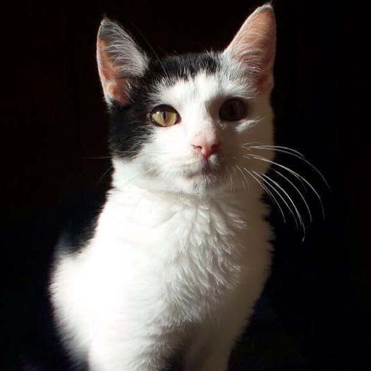 Kater Strolch / © 2014 Arche KaNaum (CK)