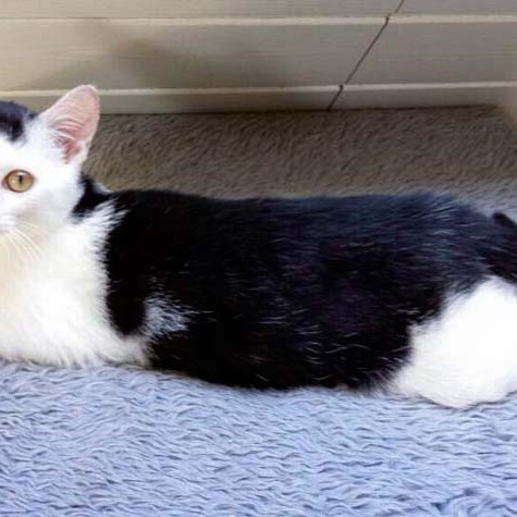 Kater Strolch / © 2014 Arche KaNaum (CK)