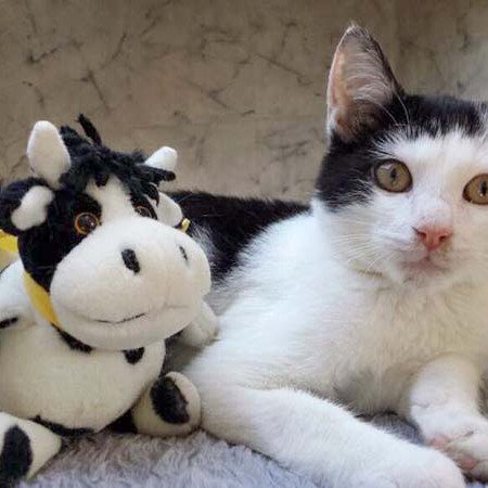 Kater Strolch / © 2014 Arche KaNaum (CK)