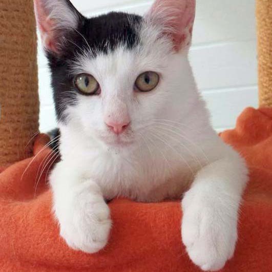 Kater Strolch / © 2014 Arche KaNaum (CK)