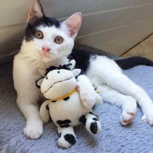 Kater Strolch / © 2014 Arche KaNaum (CK)